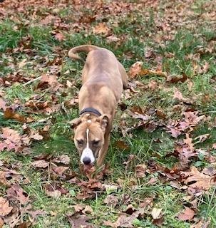 Clyde, loving boy, more info added, an adoptable Boxer, Boston Terrier in Coventry, CT, 06238 | Photo Image 3
