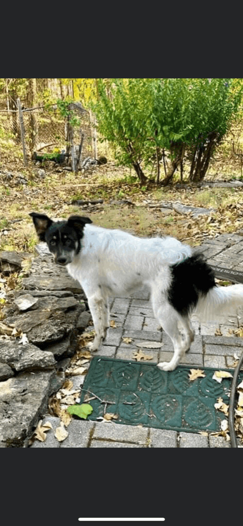 6083 Henry, an adoptable Australian Shepherd in Springfield, MO, 65810 | Photo Image 5