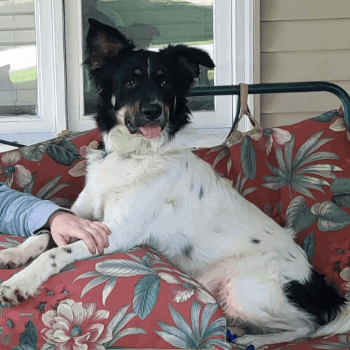 6083 Henry, an adoptable Australian Shepherd in Springfield, MO, 65810 | Photo Image 1