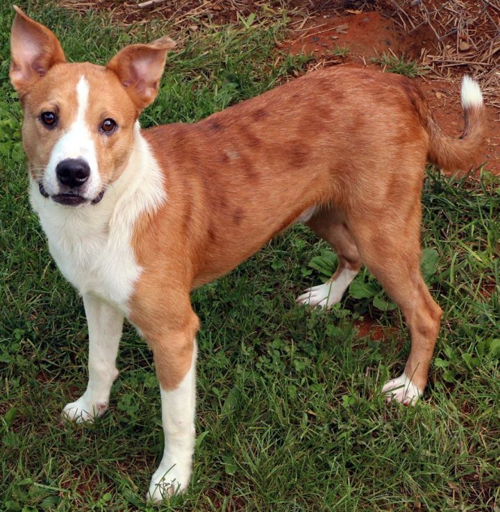 Monty, an adopted Collie Mix in Charles Town, WV_image-4