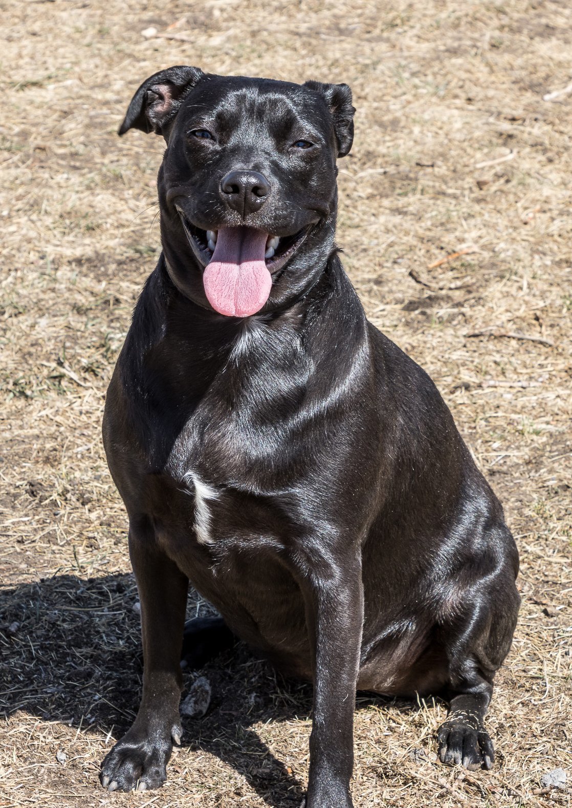 Maguey, an adoptable Pit Bull Terrier in Laramie, WY, 82073 | Photo Image 2