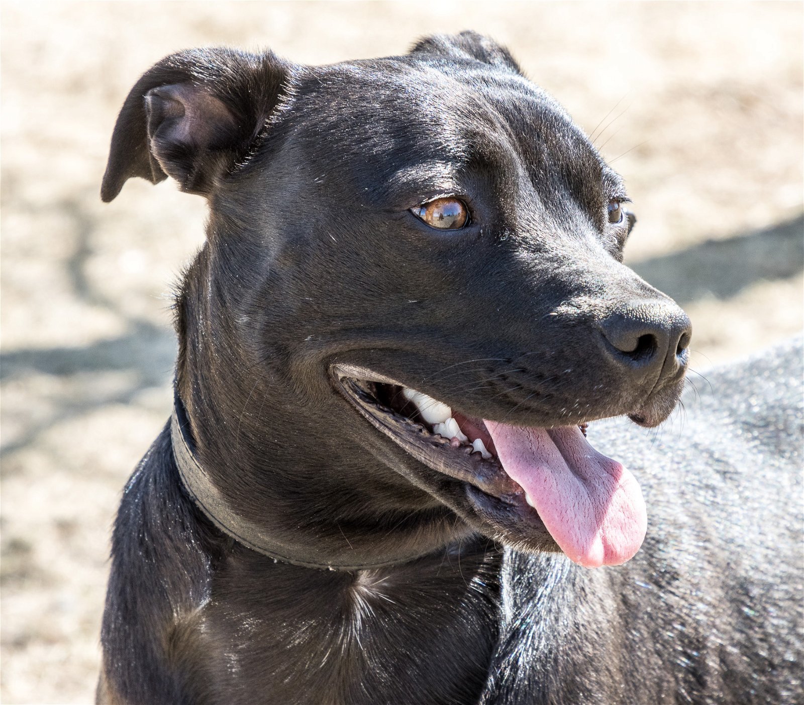 Maguey, an adoptable Pit Bull Terrier in Laramie, WY, 82073 | Photo Image 3