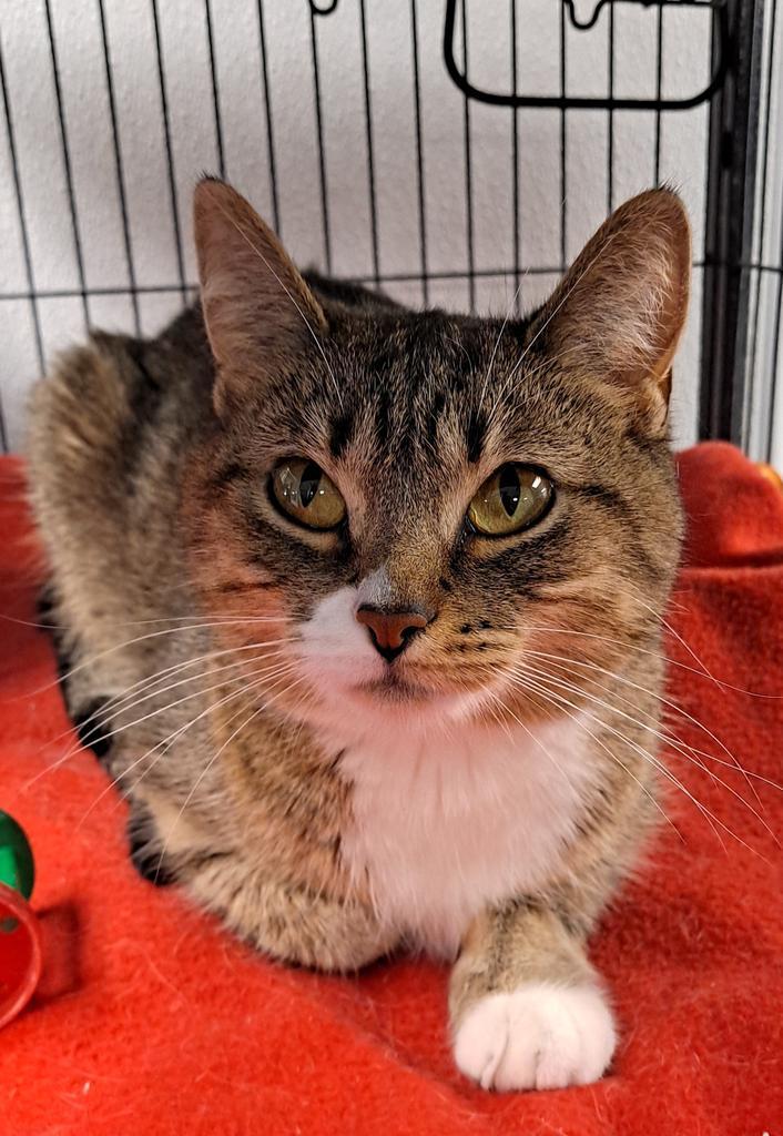 Lily (Bailey), an adoptable Domestic Medium Hair in Saginaw, MI, 48604 | Photo Image 2
