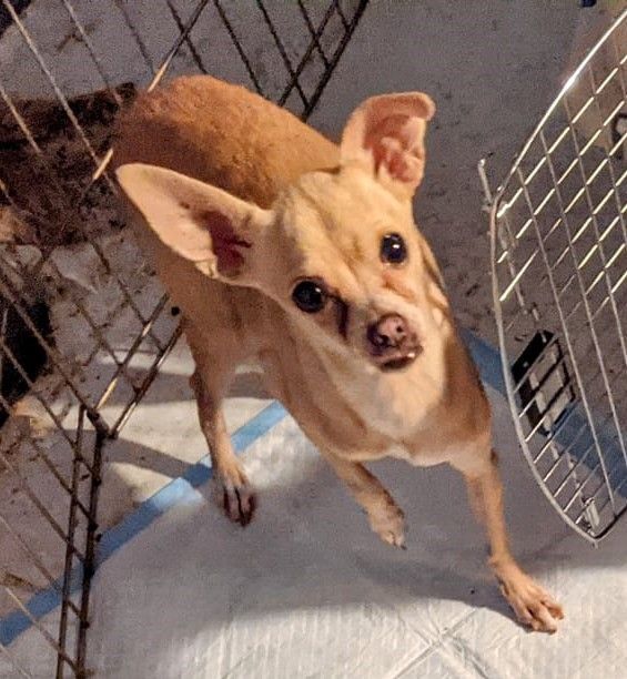 Bella Ballerina , an adoptable Chihuahua in Cottonwood, CA, 96022 | Photo Image 2