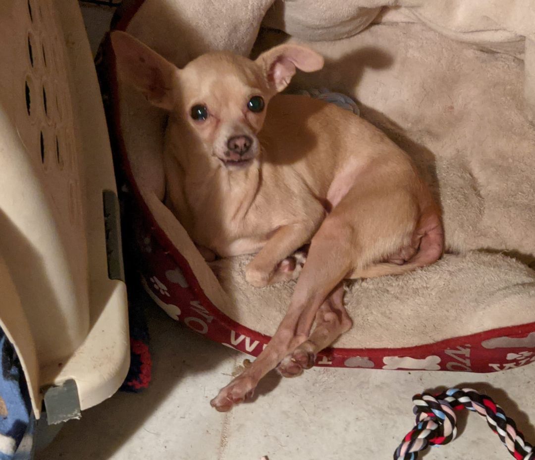 Bella Ballerina , an adoptable Chihuahua in Cottonwood, CA, 96022 | Photo Image 1
