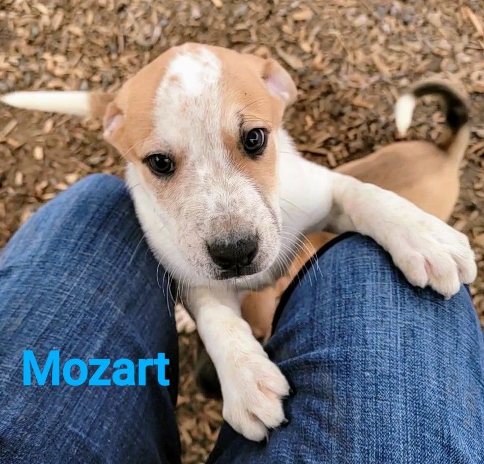Mozart, an adoptable Boxer, American Staffordshire Terrier in Madras, OR, 97741 | Photo Image 2