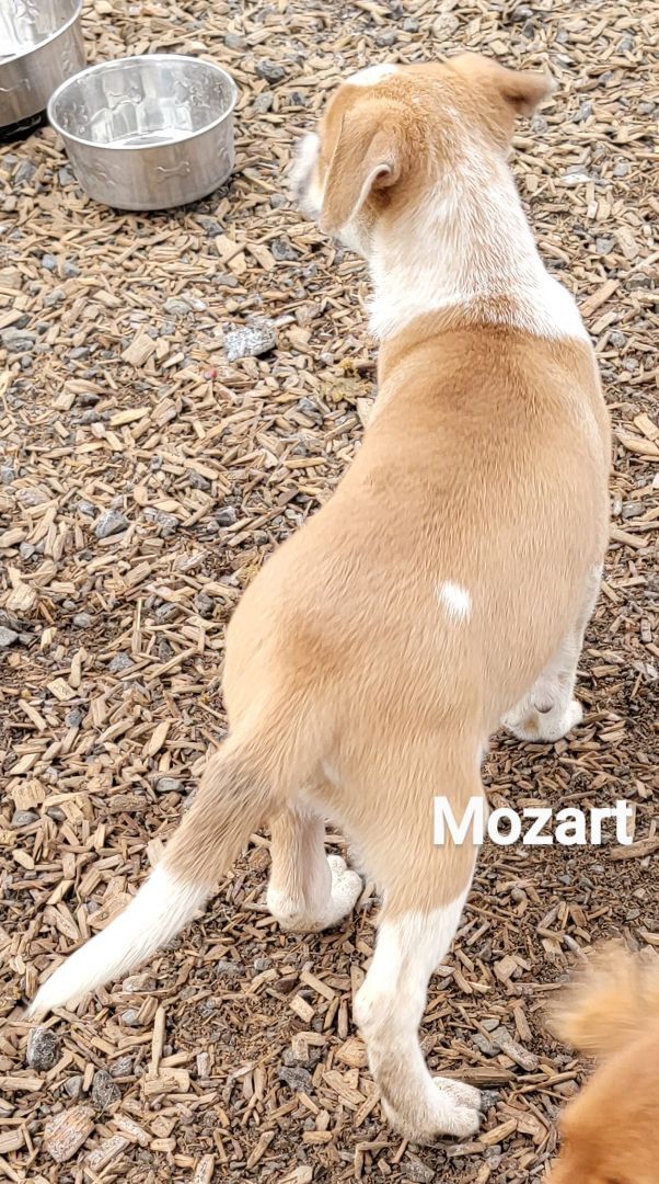 Mozart, an adoptable Boxer, American Staffordshire Terrier in Madras, OR, 97741 | Photo Image 3