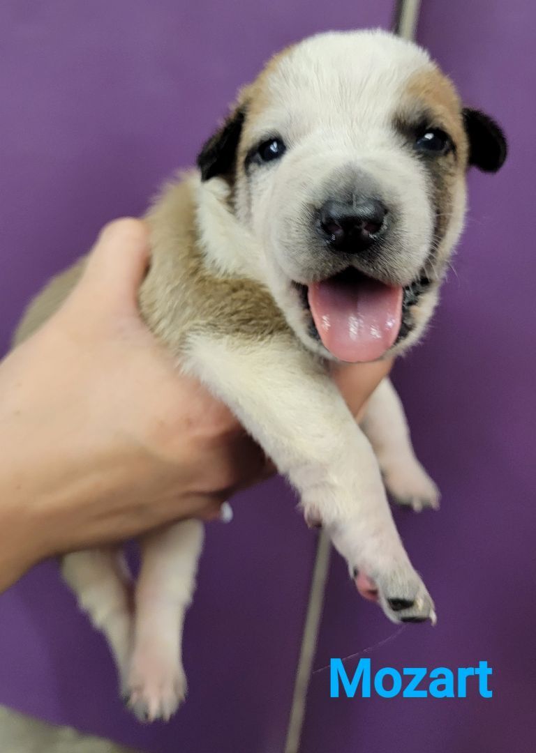 Mozart, an adoptable Boxer, American Staffordshire Terrier in Madras, OR, 97741 | Photo Image 5