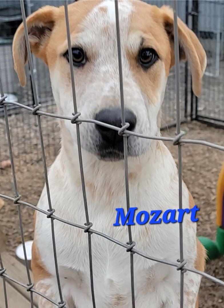 Mozart, an adoptable Boxer, American Staffordshire Terrier in Madras, OR, 97741 | Photo Image 1