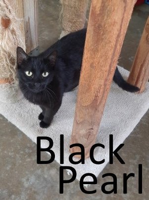Black Pearl, an adoptable Domestic Short Hair in Mountain View, AR, 72560 | Photo Image 1