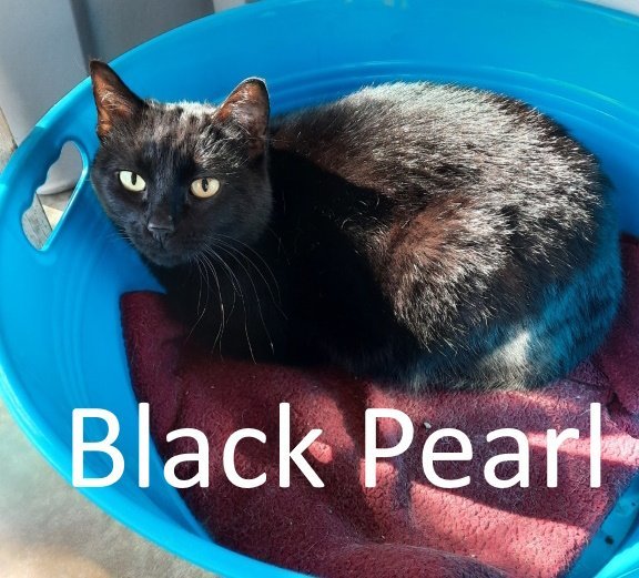 Black Pearl, an adoptable Domestic Short Hair in Mountain View, AR, 72560 | Photo Image 2