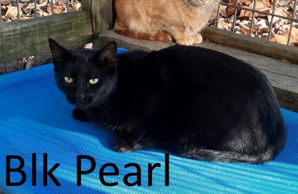 Black Pearl, an adoptable Domestic Short Hair in Mountain View, AR, 72560 | Photo Image 3