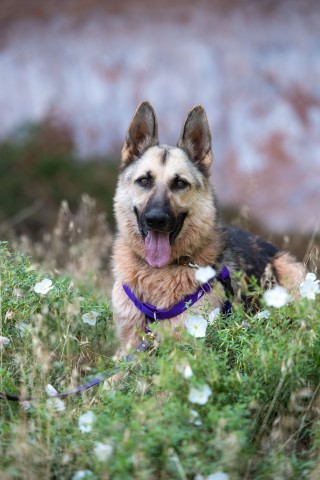 Rydell, an adoptable Shepherd in Kanab, UT, 84741 | Photo Image 1