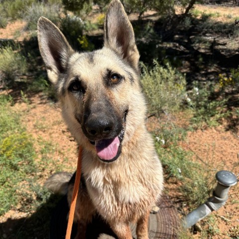 Rydell, an adoptable Shepherd in Kanab, UT, 84741 | Photo Image 2