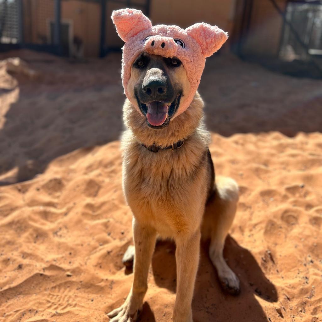 Rydell, an adoptable Shepherd in Kanab, UT, 84741 | Photo Image 2