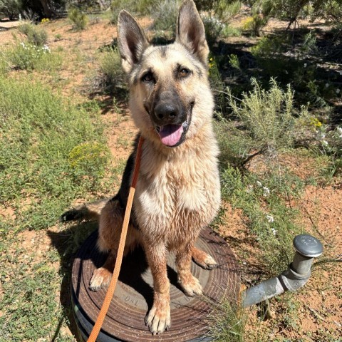 Rydell, an adoptable Shepherd in Kanab, UT, 84741 | Photo Image 3