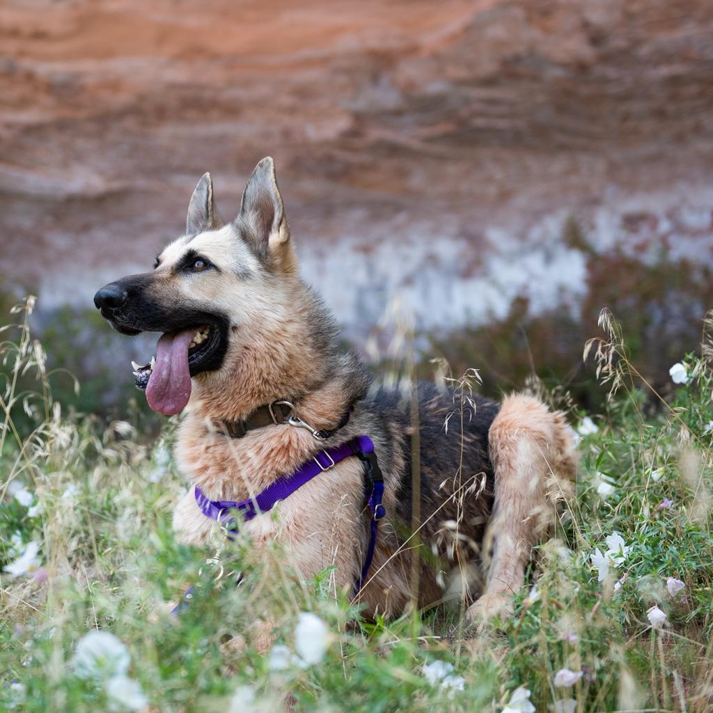 Rydell, an adoptable Shepherd in Kanab, UT, 84741 | Photo Image 3