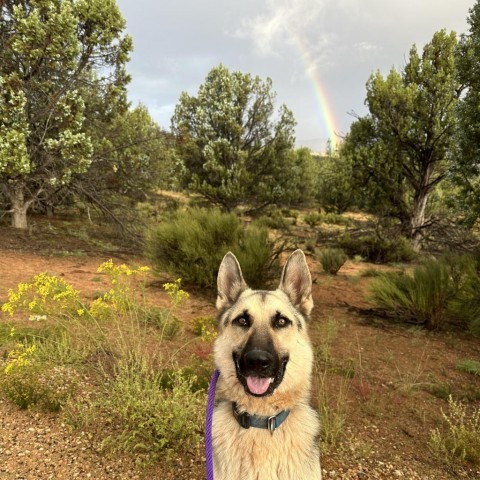 Rydell, an adoptable Shepherd in Kanab, UT, 84741 | Photo Image 4