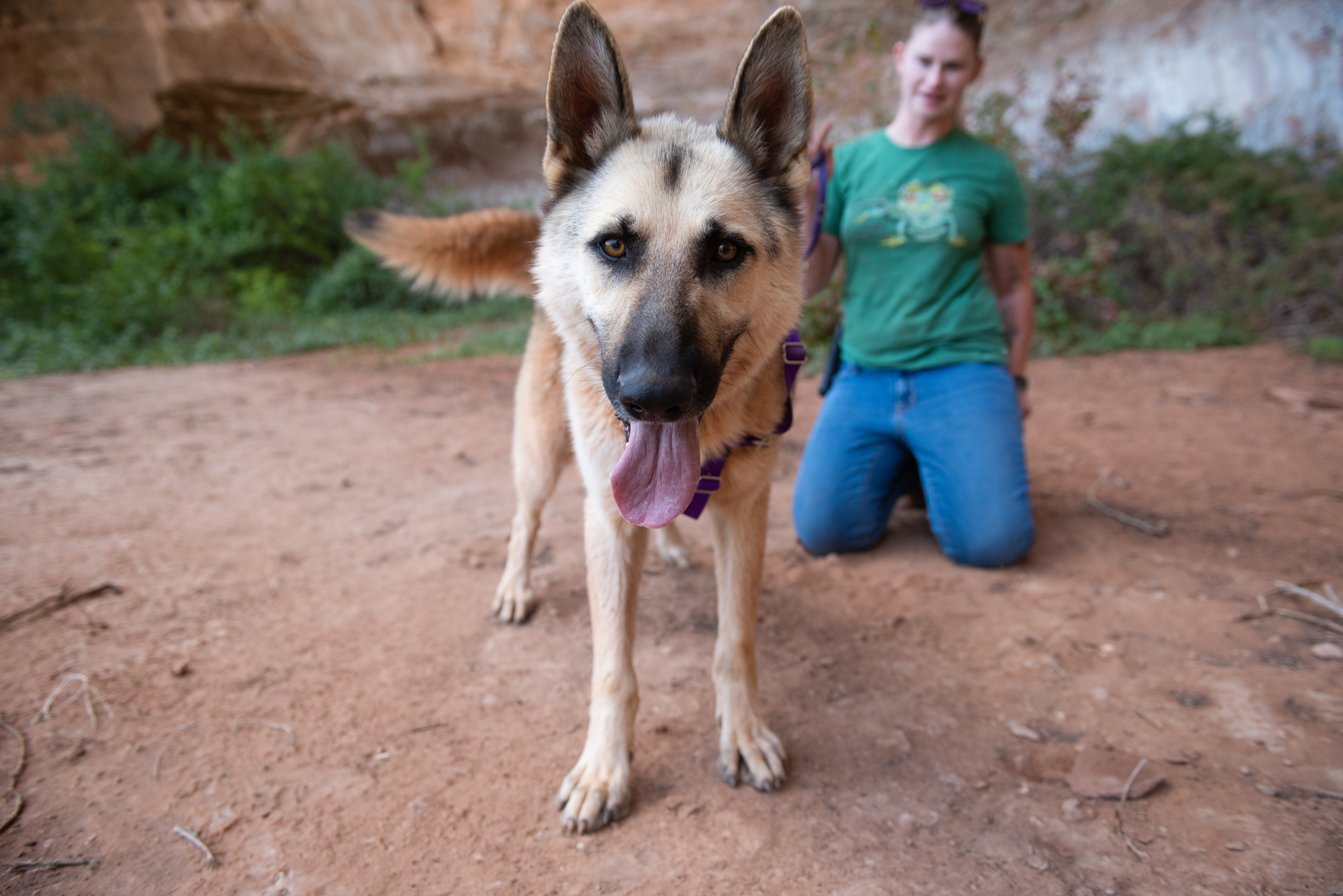 Rydell, an adoptable Shepherd in Kanab, UT, 84741 | Photo Image 4