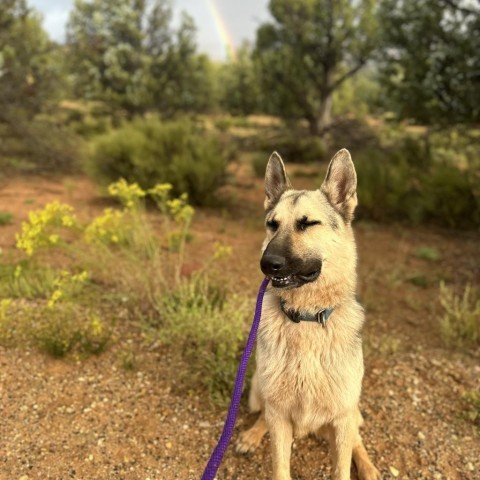 Rydell, an adoptable Shepherd in Kanab, UT, 84741 | Photo Image 5