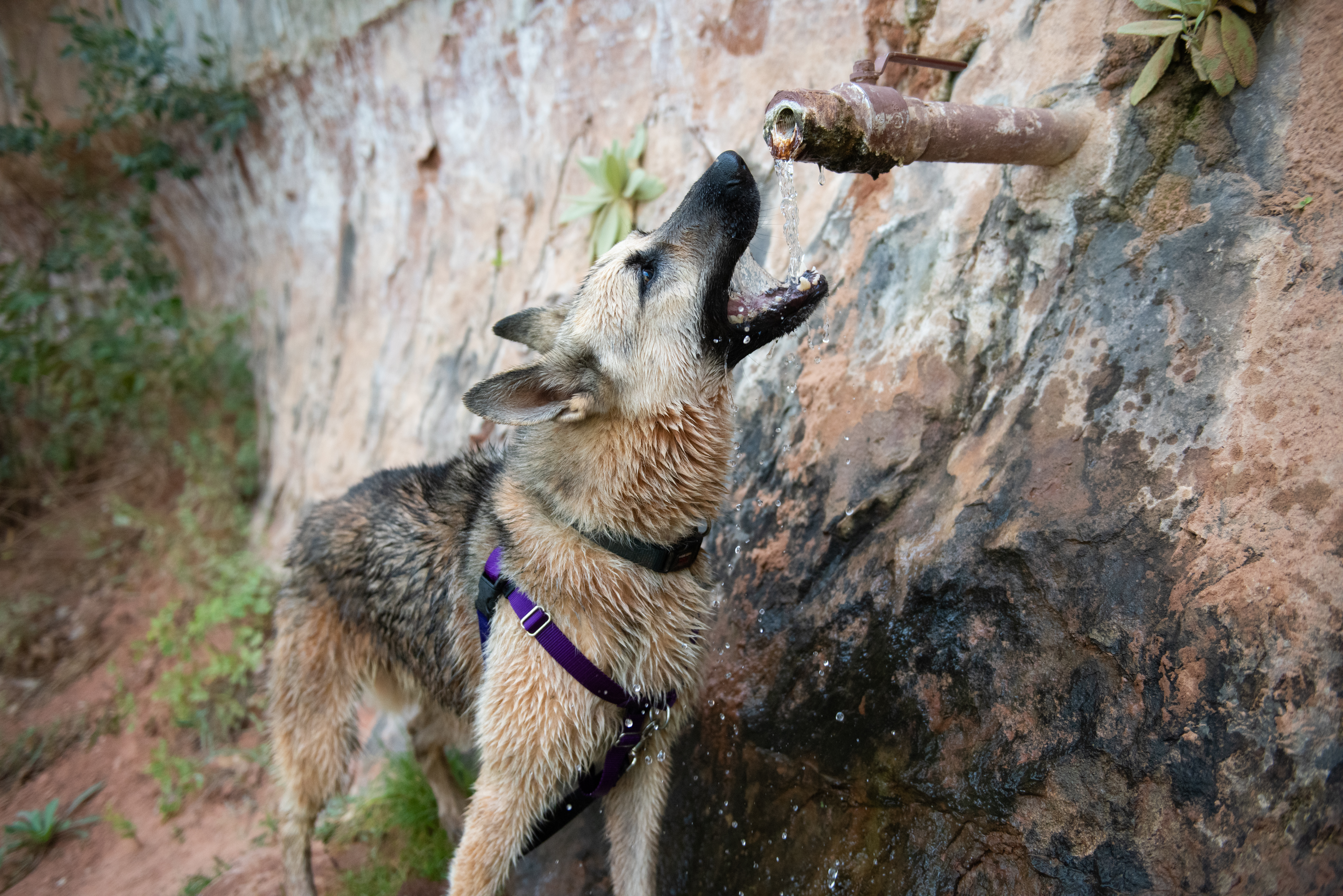 Rydell, an adoptable Shepherd in Kanab, UT, 84741 | Photo Image 5