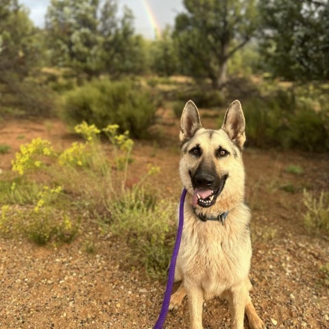 Rydell, an adoptable Shepherd in Kanab, UT, 84741 | Photo Image 6