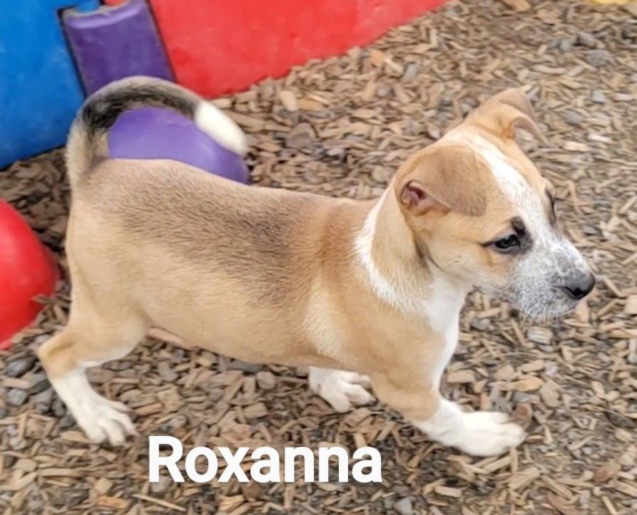 Roxanna, an adoptable Boxer, American Staffordshire Terrier in Madras, OR, 97741 | Photo Image 4