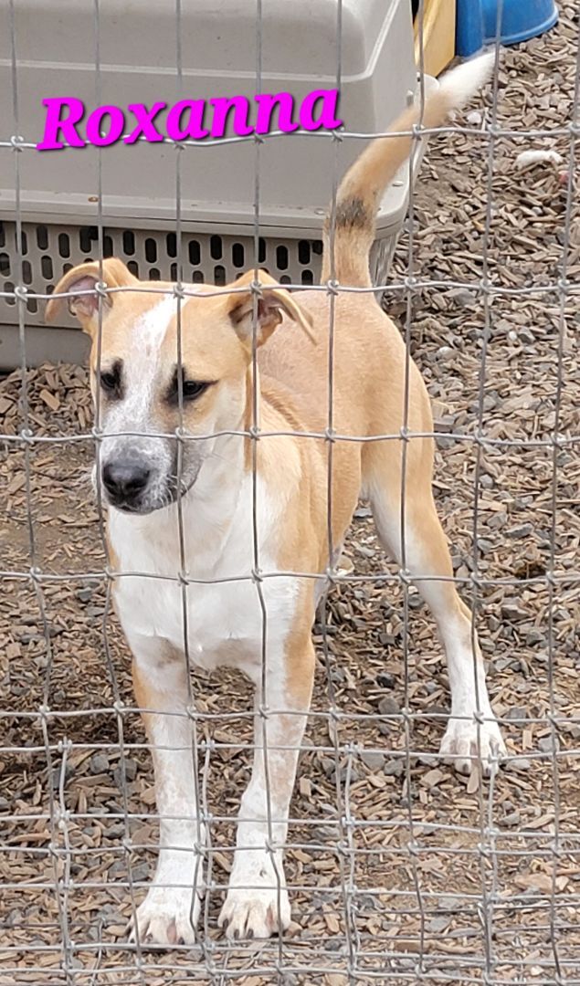 Roxanna, an adoptable Boxer, American Staffordshire Terrier in Madras, OR, 97741 | Photo Image 5
