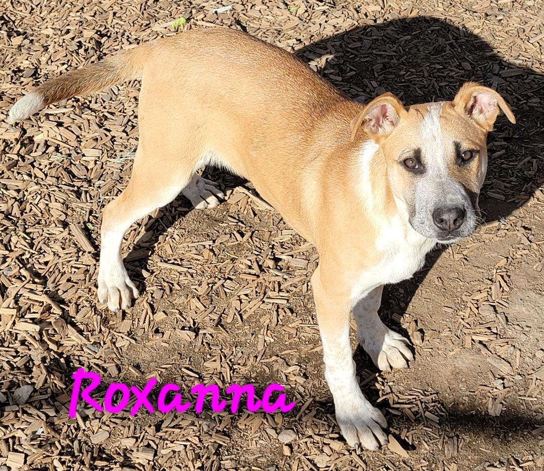 Roxanna, an adoptable Boxer, American Staffordshire Terrier in Madras, OR, 97741 | Photo Image 1