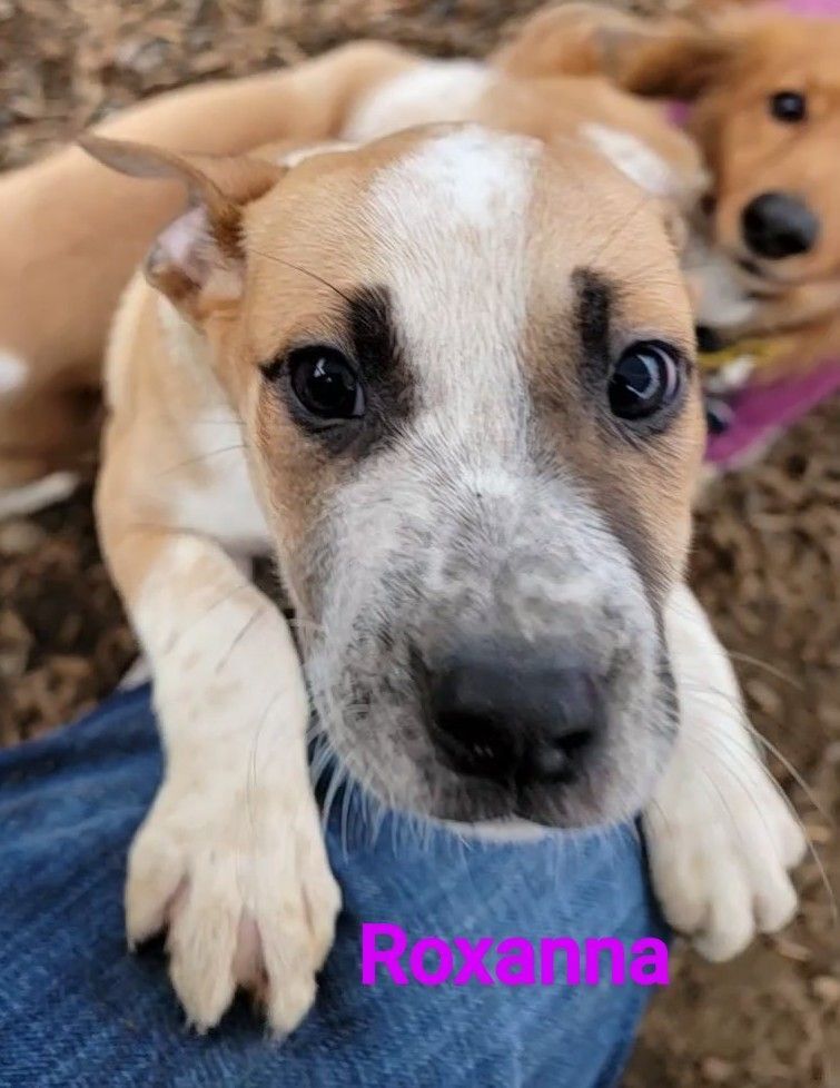 Roxanna, an adoptable Boxer, American Staffordshire Terrier in Madras, OR, 97741 | Photo Image 6