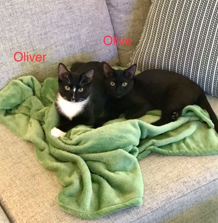 Oliver 3