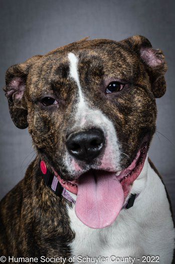 Cosmo, an adoptable Pit Bull Terrier in Montour Falls, NY, 14865 | Photo Image 1