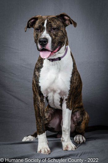 Cosmo, an adoptable Pit Bull Terrier in Montour Falls, NY, 14865 | Photo Image 4