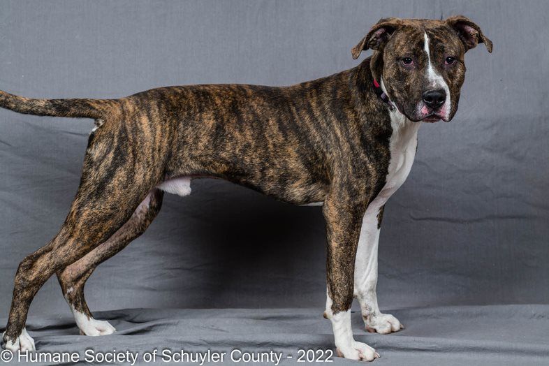 Cosmo, an adoptable Pit Bull Terrier in Montour Falls, NY, 14865 | Photo Image 3
