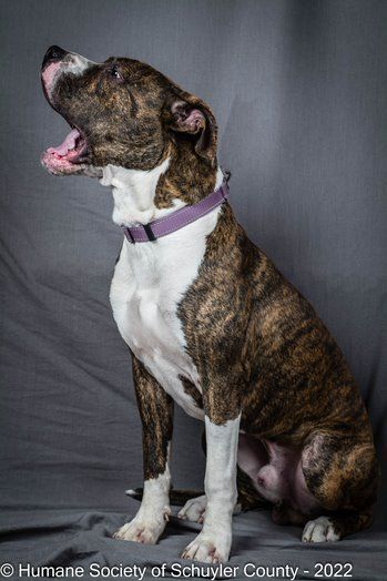 Cosmo, an adoptable Pit Bull Terrier in Montour Falls, NY_image-4