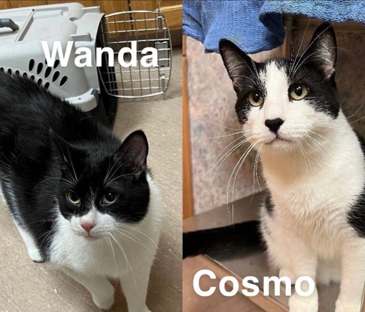 Cosmo & Wanda 1