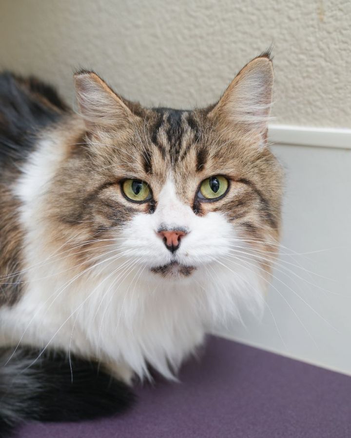 Moose, an adopted Domestic Medium Hair in Boise, ID_image-1