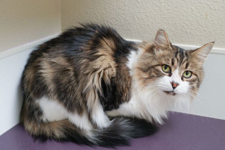 Moose, an adopted Domestic Medium Hair in Boise, ID_image-2