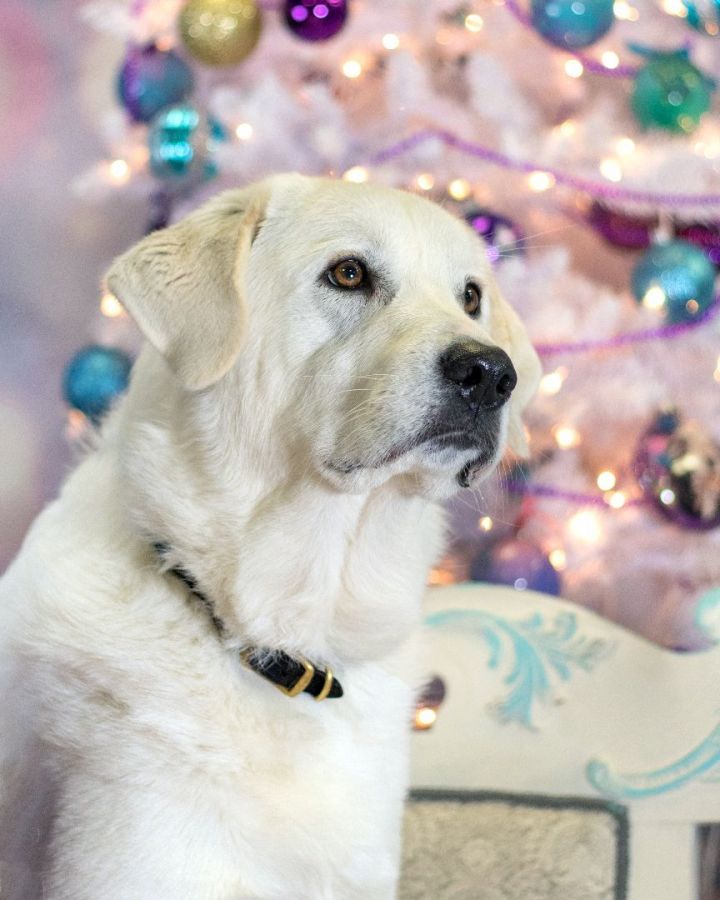 Lilly, an adoptable Great Pyrenees Mix in Tacoma, WA_image-2