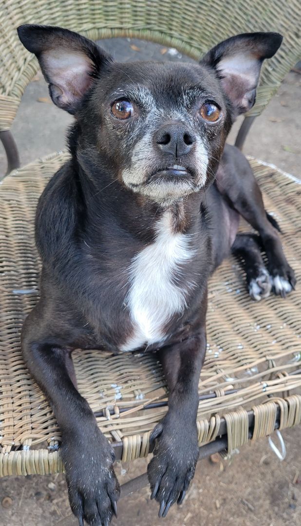 Old store black chihuahua