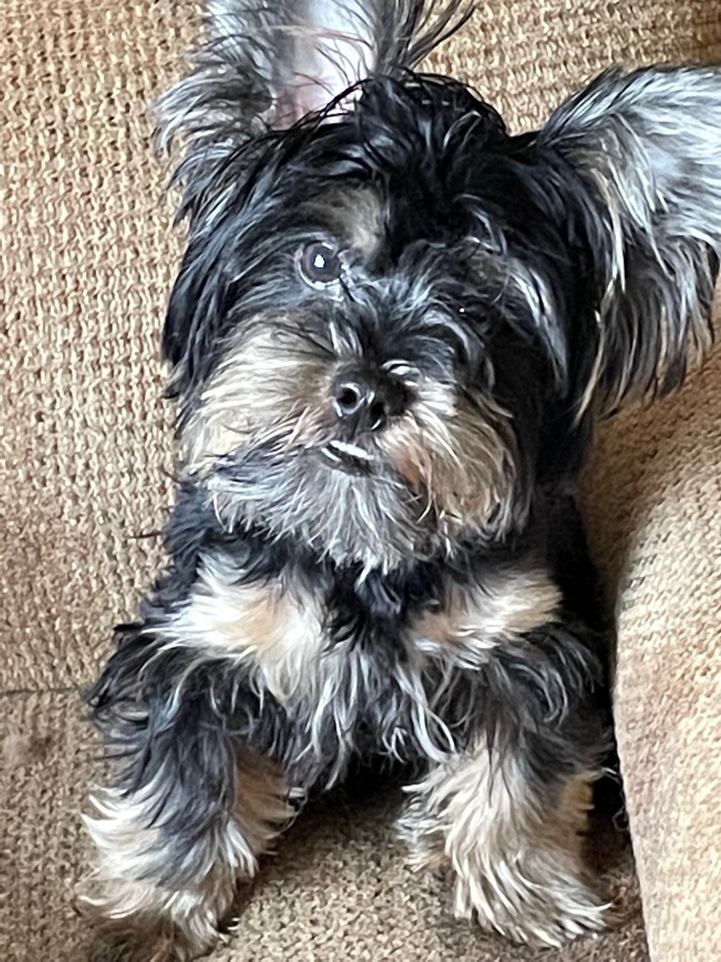 Yorkshire terrier best sale dogs for adoption