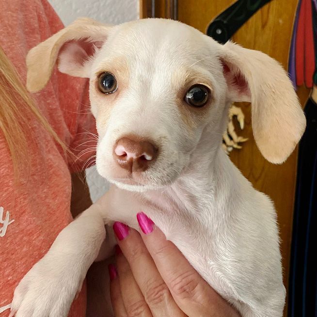 Booker, an adopted Chihuahua & Dachshund Mix in Oklahoma City, OK_image-1