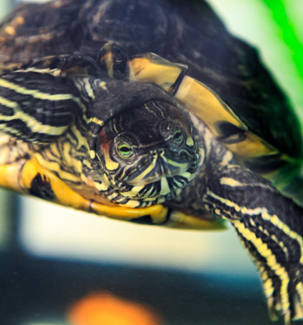 MacIntyre, an adoptable Turtle Mix in Golden, CO_image-1