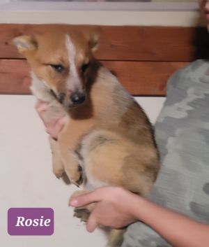 Rosie