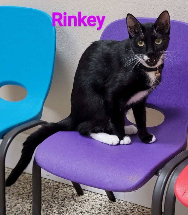 Rinkey, an adoptable Domestic Short Hair in Madras, OR_image-2