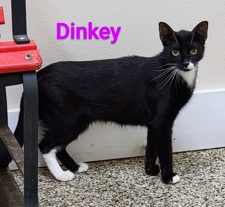 Dinkey, an adoptable Domestic Short Hair in Madras, OR_image-1