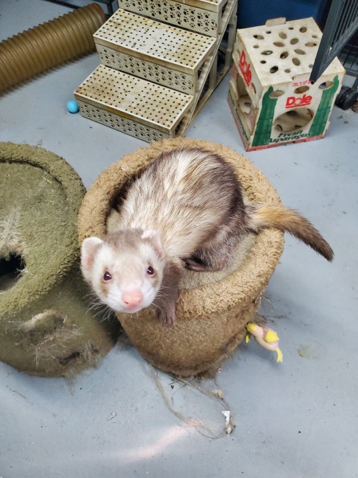 Ferret for adoption Jasper, a Ferret in Randolph, NJ Petfinder