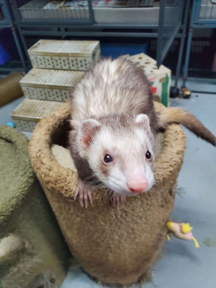 Ferret for adoption Jasper, a Ferret in Randolph, NJ Petfinder