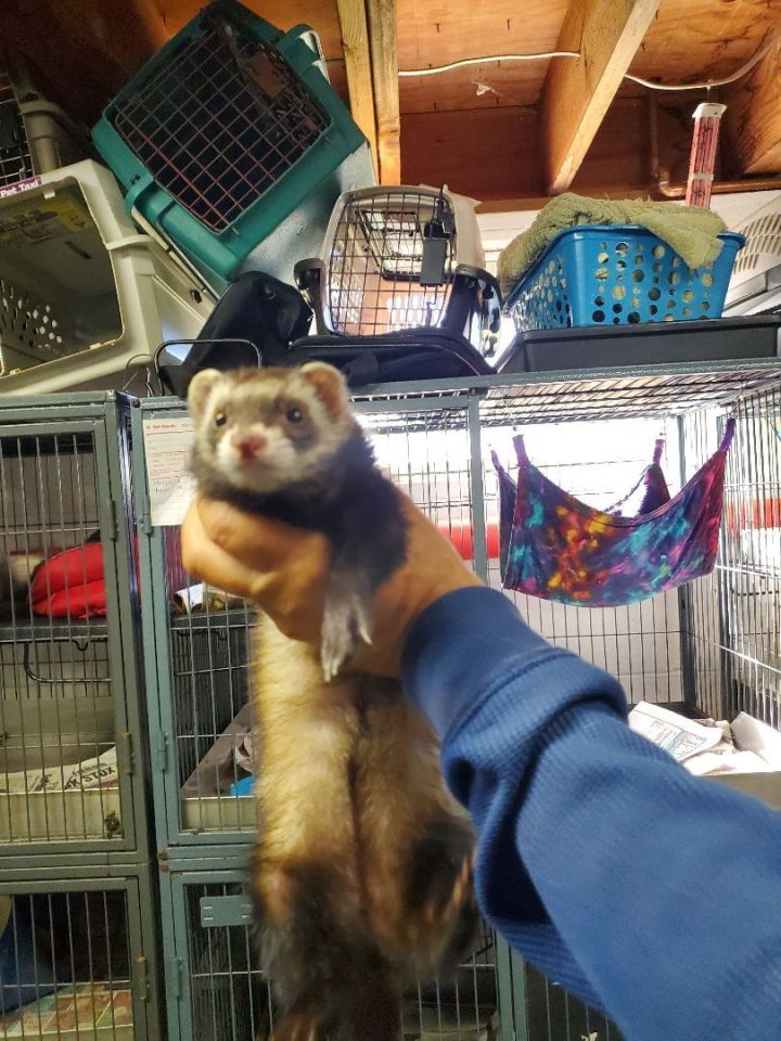 Ferret for adoption - Marge and Homer, a Ferret in Randolph, NJ | Petfinder