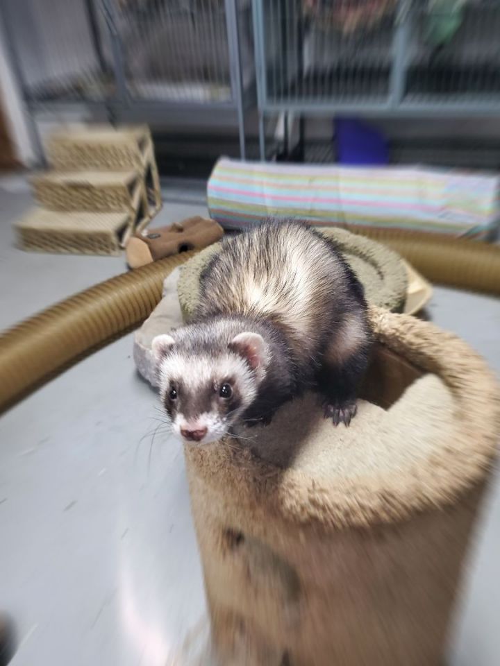 Ferret for adoption Marge and Homer, a Ferret in Randolph, NJ Petfinder